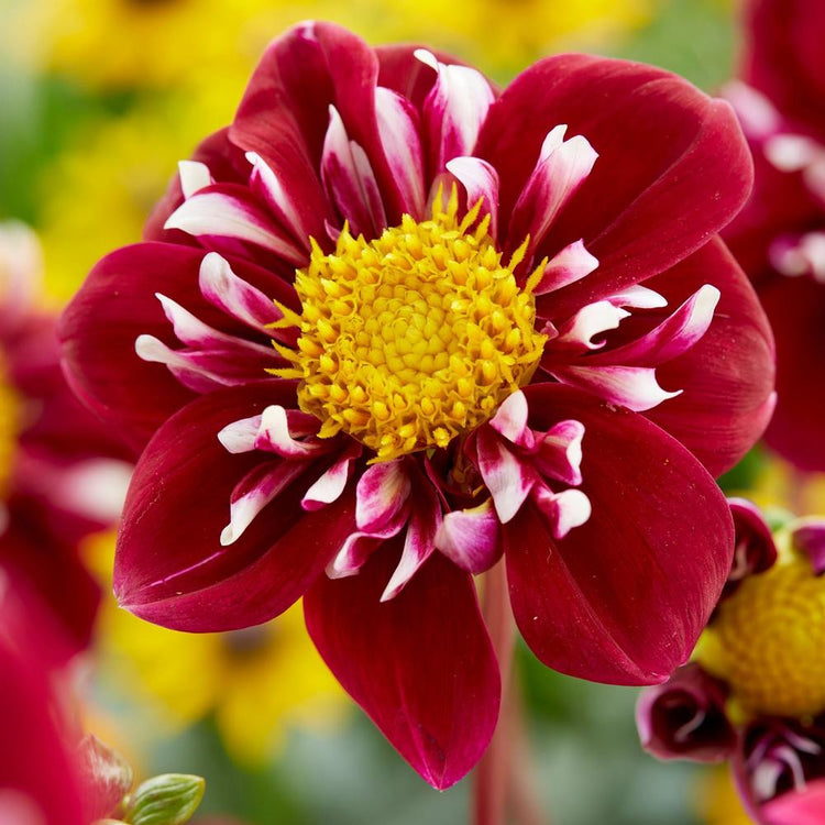 Close up of a single blossom of dahlia Impression Fantastico, showing dark red, daisy-like flowers with a yellow center and red and white inner petals.