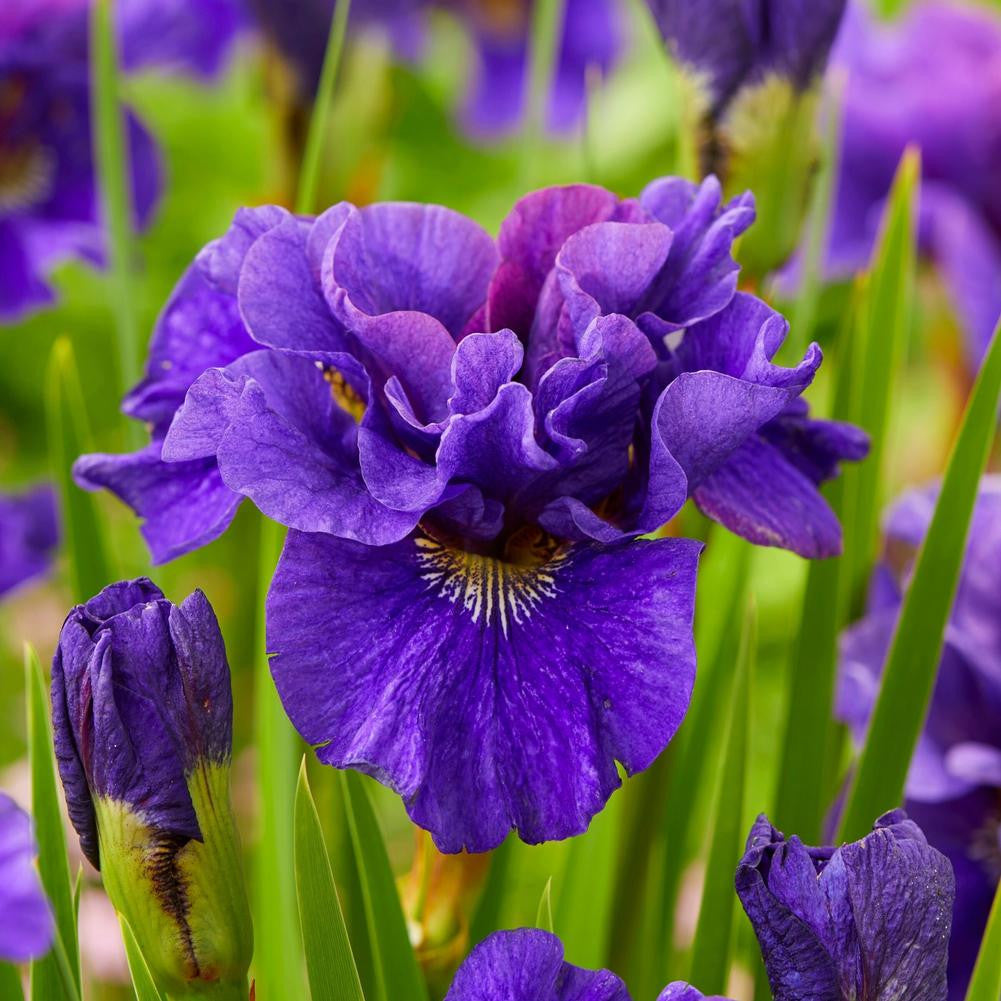 Iris Siberica Concord Crush - 3 bare roots - Longfield Gardens