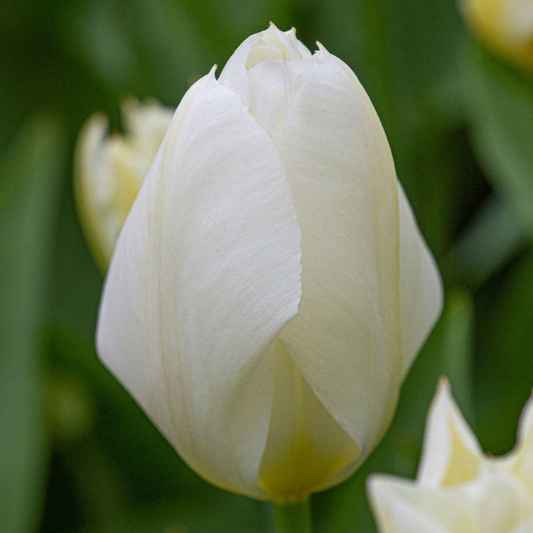 Tulip Fosteriana White Emperor