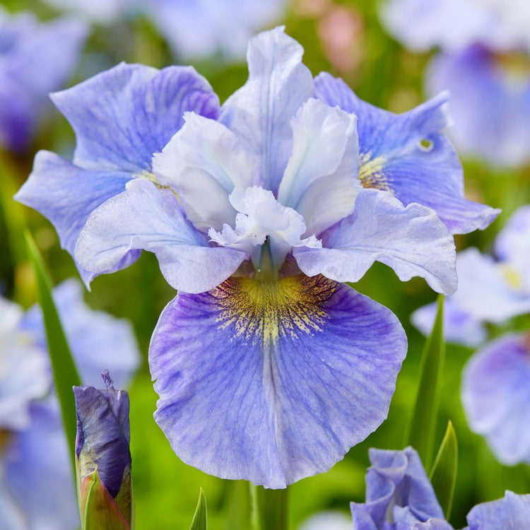 Iris Siberica Mission Bay