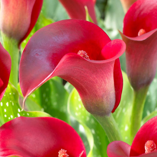 red calla lily plant Calla Lily Callafornia Red - 3 bulbs