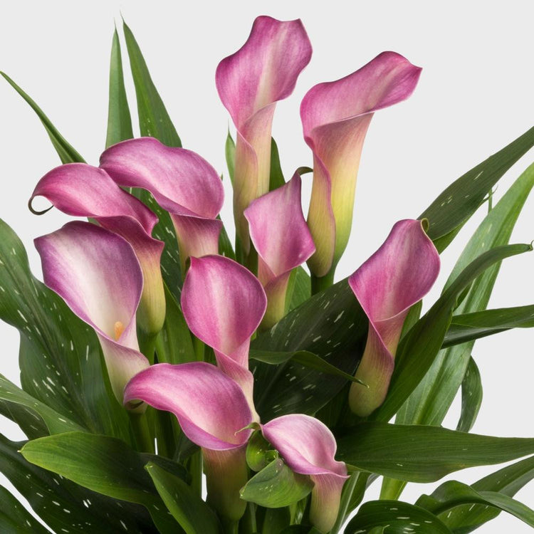 Calla Lily Twilight