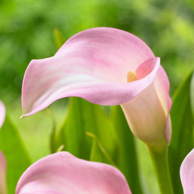 Calla Lily Peter's Pride