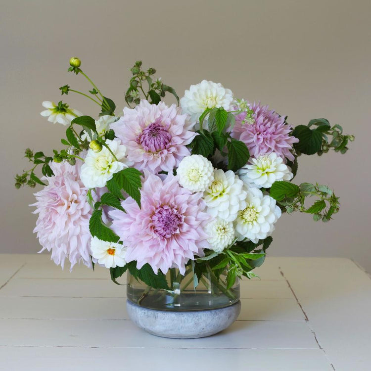 Dahlia Assorted Flirty Fleurs Fionna Collection