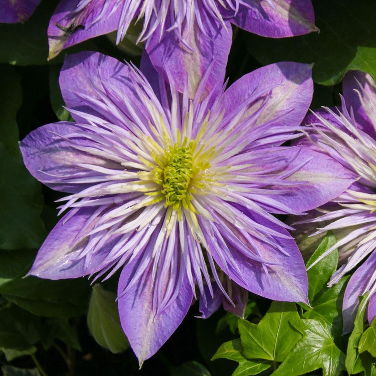 Clematis Standard Crystal Fountain