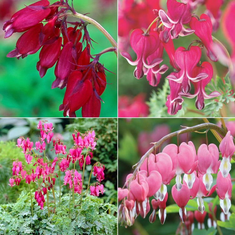 Dicentra (Bleeding Heart) Assorted Collection