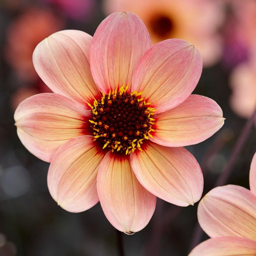 Dahlia Single HS Kiss - 3 tubers - Longfield Gardens