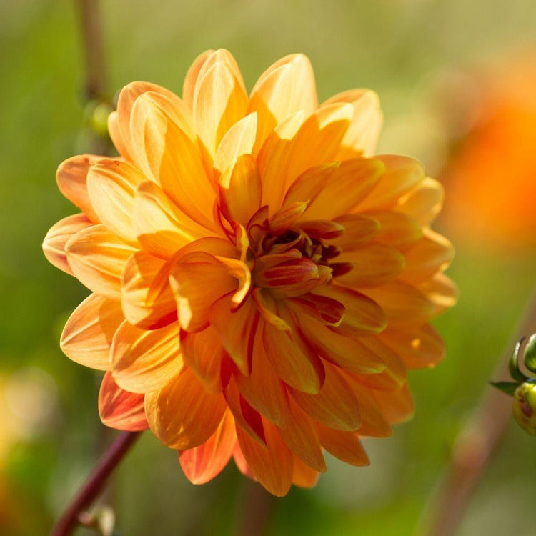 Dahlia Decorative Graceland