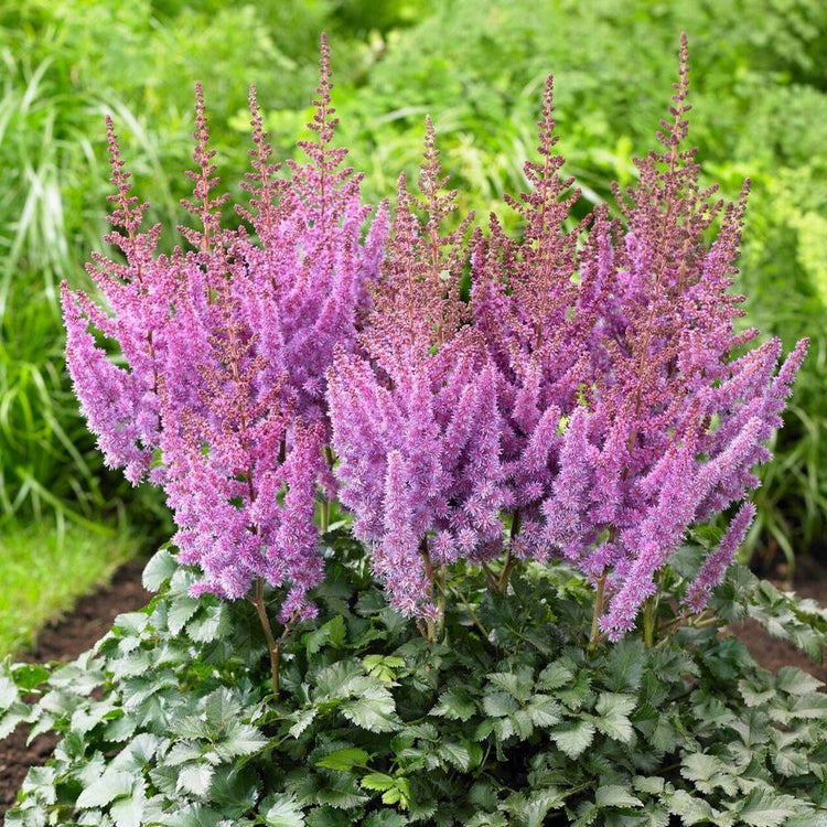 Astilbe Arendsii Amethyst