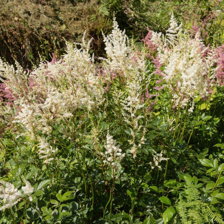 Astilbe Arendsii Diamant