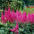 Astilbe Chinensis