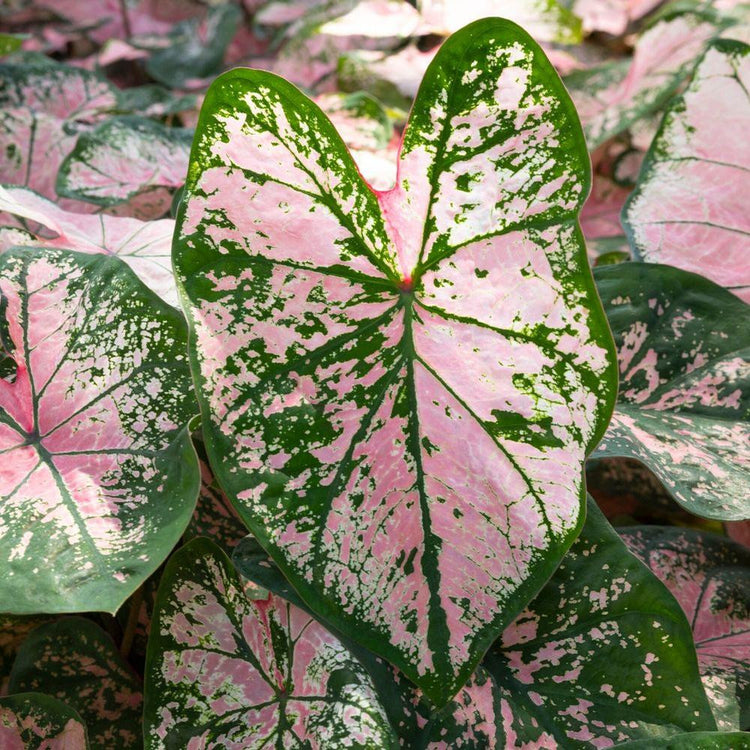 Caladium Fancy Pink Cloud