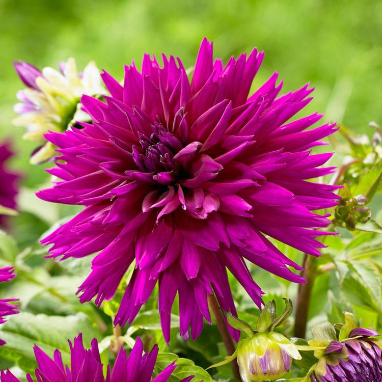 Dahlia Cactus Ambition