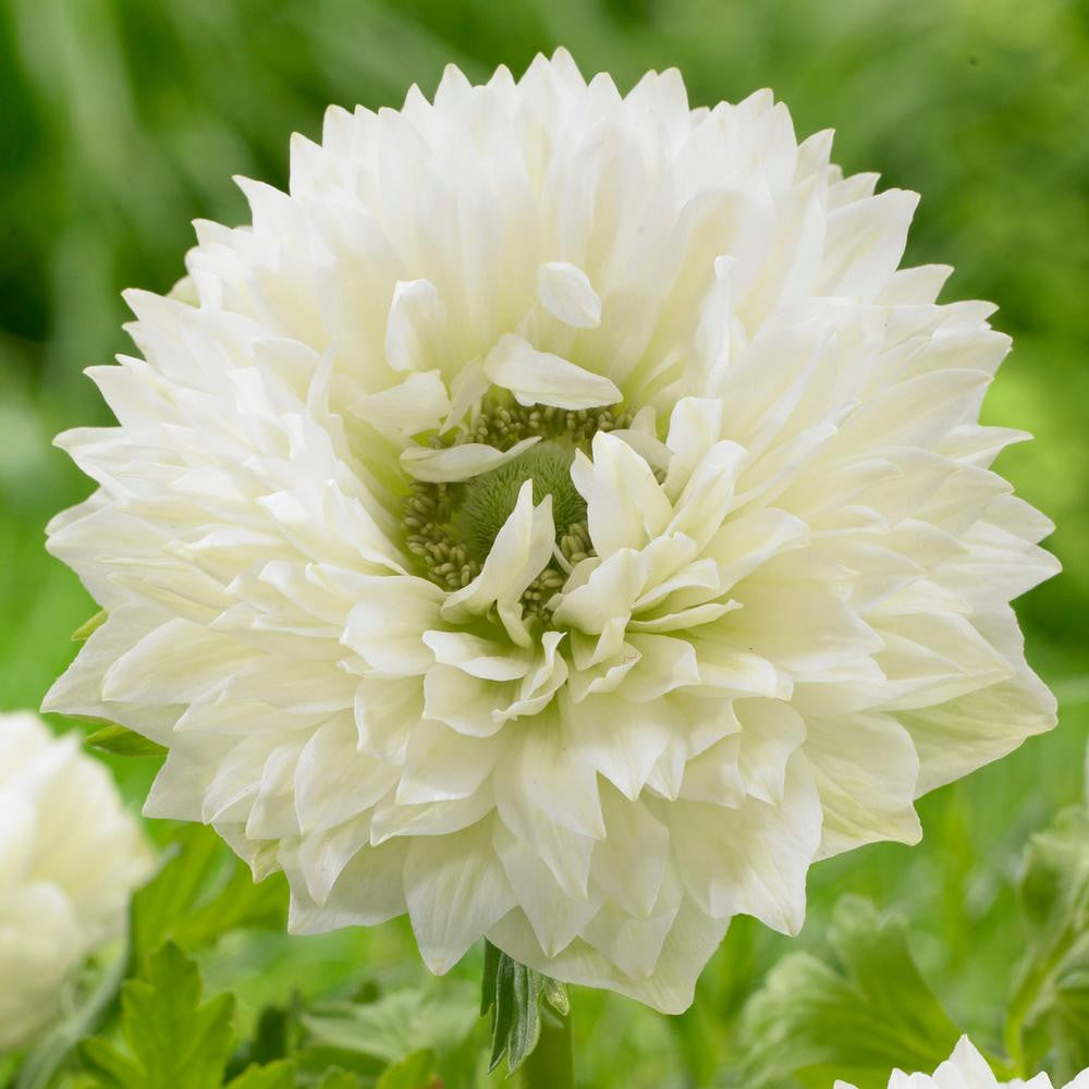 Anemone St Brigid Mt Everest (Fall) - 25 corms - Longfield Gardens