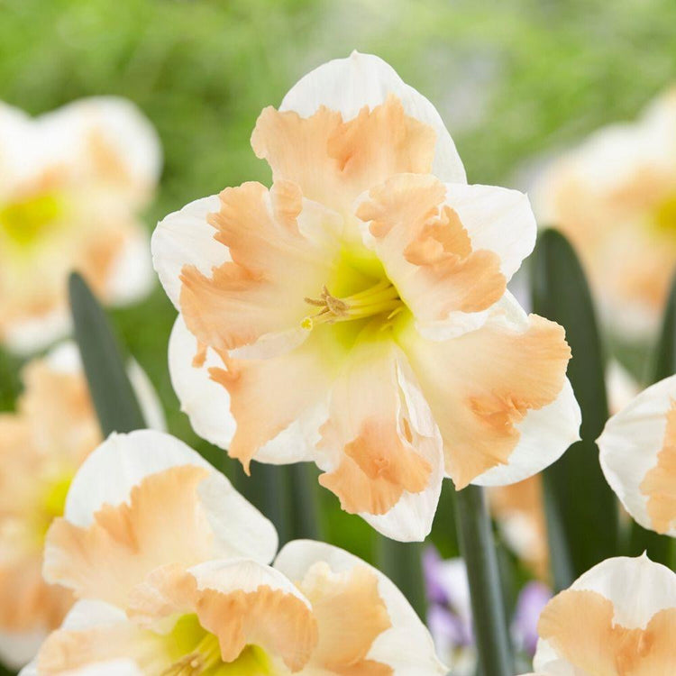 Daffodil Split Corona Cum Laude