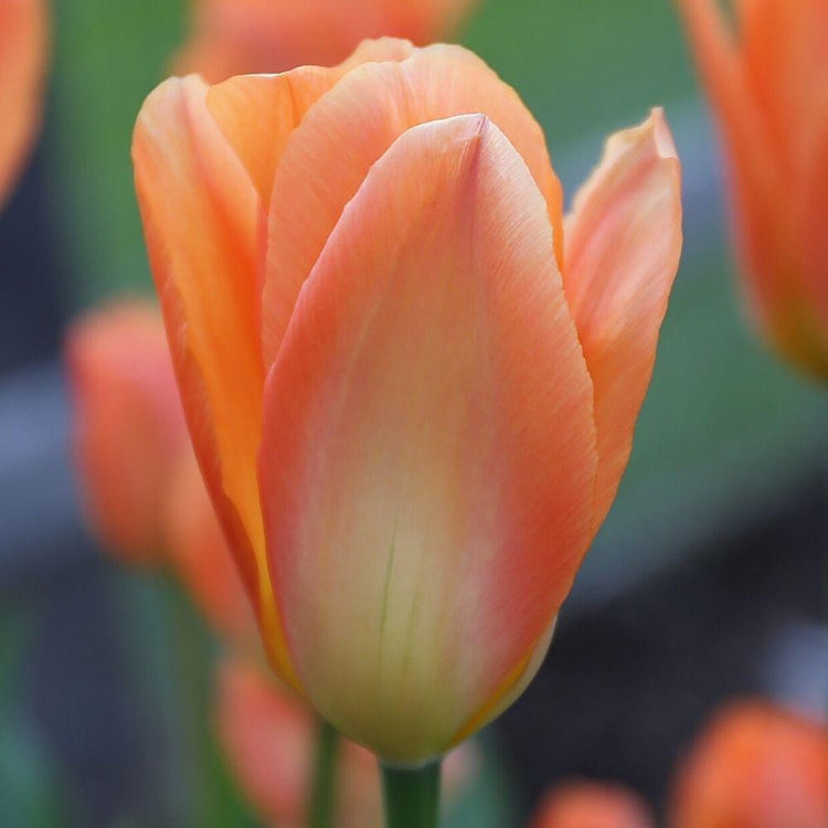 Tulip Fosteriana Orange Emperor