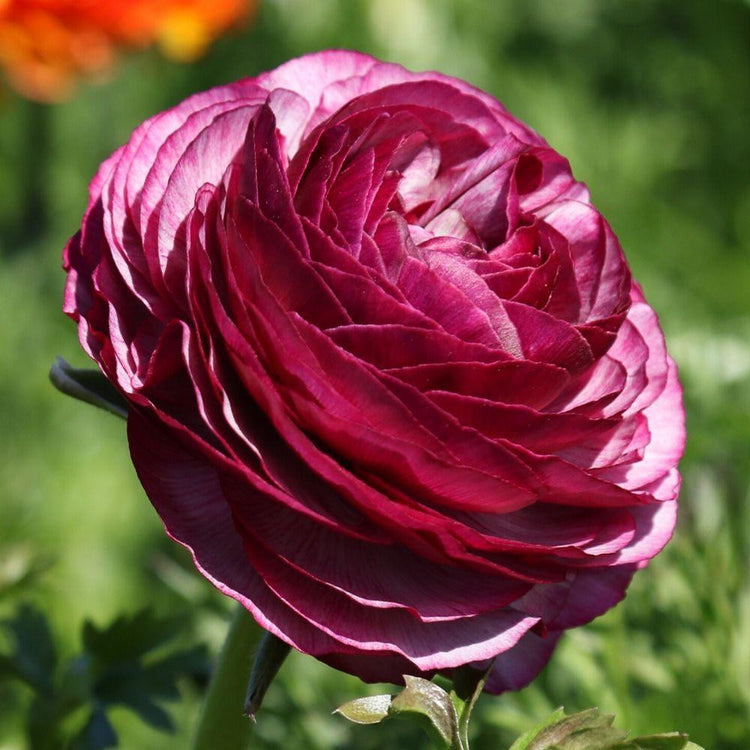 Ranunculus Tecolote Merlot (Fall)