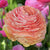 A lush, salmon-pink ranunculus flower, featuring the variety Tecolote Salmon.