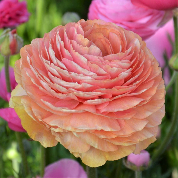 Ranunculus Tecolote Salmon (Fall)