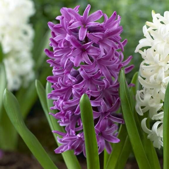 The richly-colored hyacinth Purple Sensation blooming beside two pure white hyacinths.