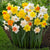 A long lasting daffodil mix featuring a wide range of varieties with different flower styles and colors to ensure a long season of spring blooms.