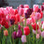 A mass planting of Purple Lady triumph tulips, in a mix of warm hues including pink, rose, lavender and burgundy.