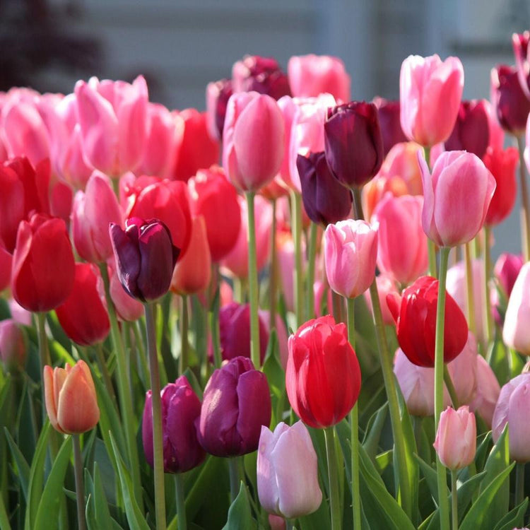 Tulip Triumph Purple Lady Mix - Bulk Offer