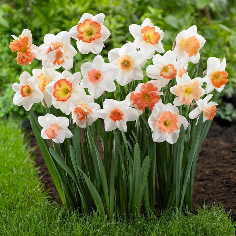 Daffodil Assorted Pink Mix