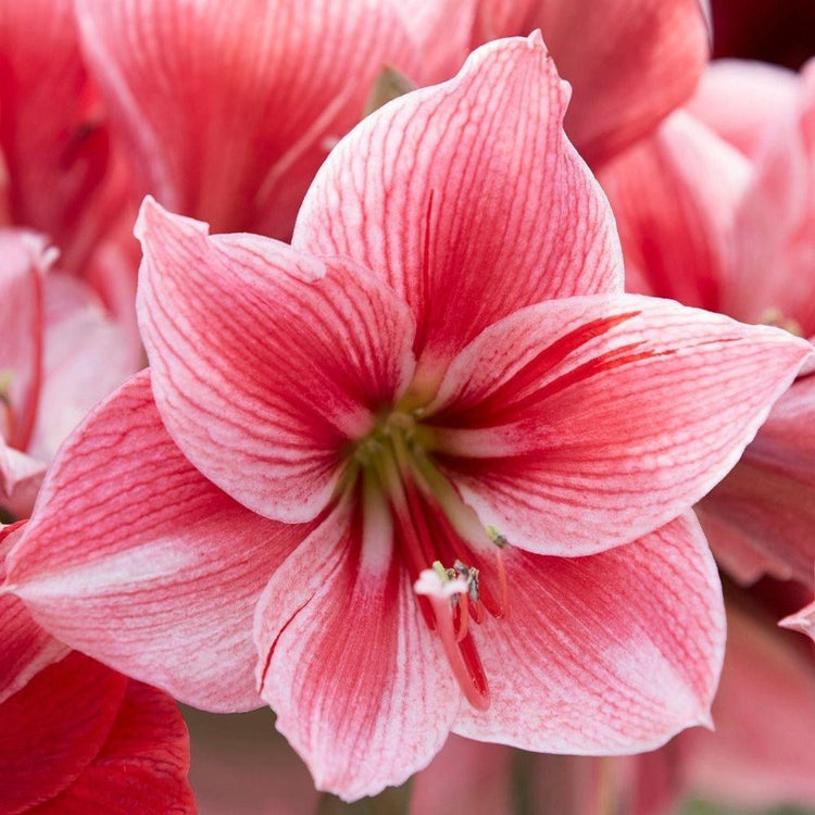 The flower of amaryllis Gervase, showing red on white petals with an ombre effect.