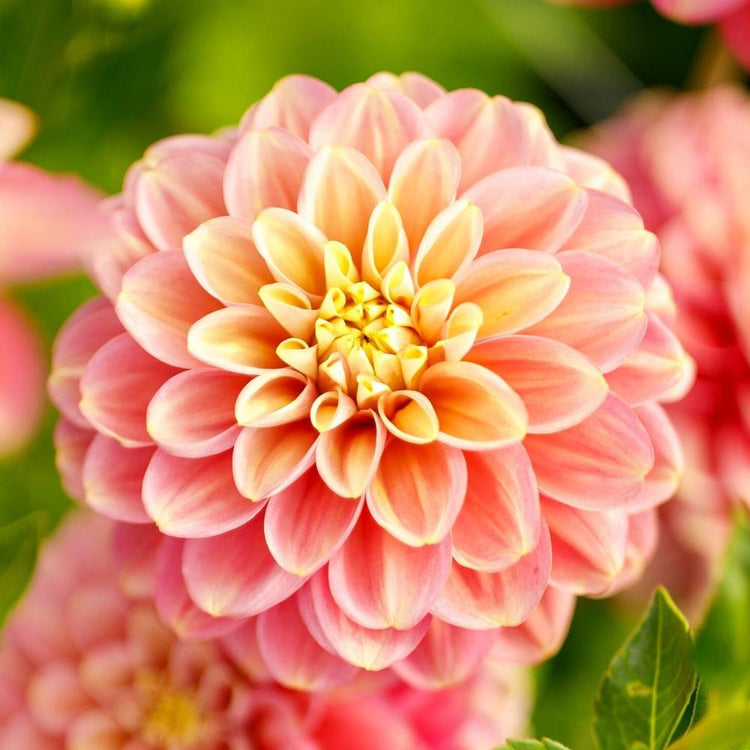 Decorative dahlia Milena Fleur, featuring a single flower with peach-pink petals with pale yellow highlights.