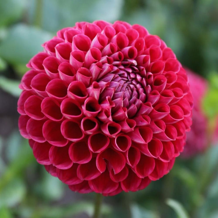 Dahlia Ball Cornel