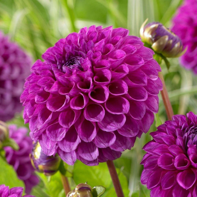 A single blossom of ball dahlia Jowey Nina, showing the flower's perfectly round shape and vibrant raspberry and violet color.