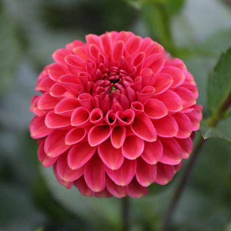 Dahlia Ball Zundert Mystery Fox