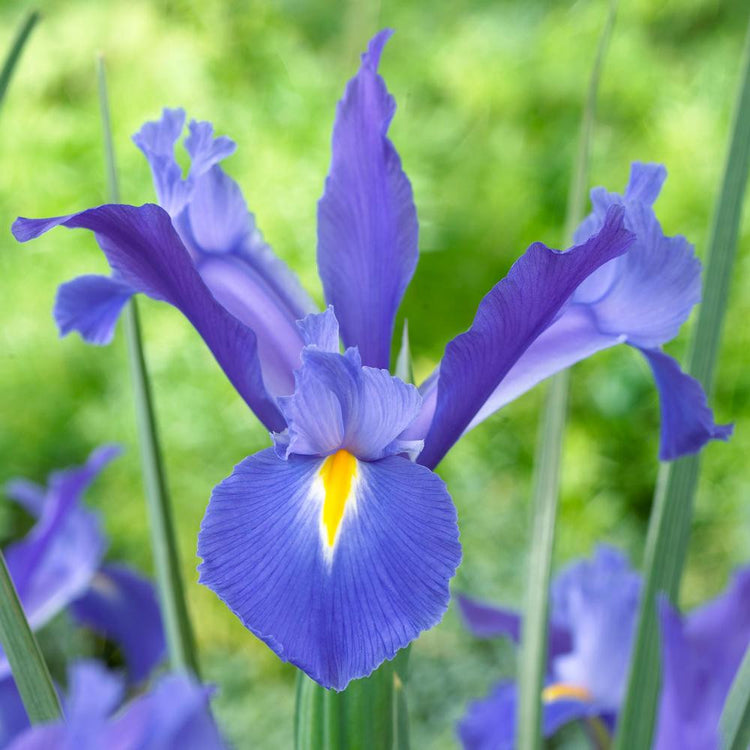 Dutch Iris Hollandica Discovery (Fall)