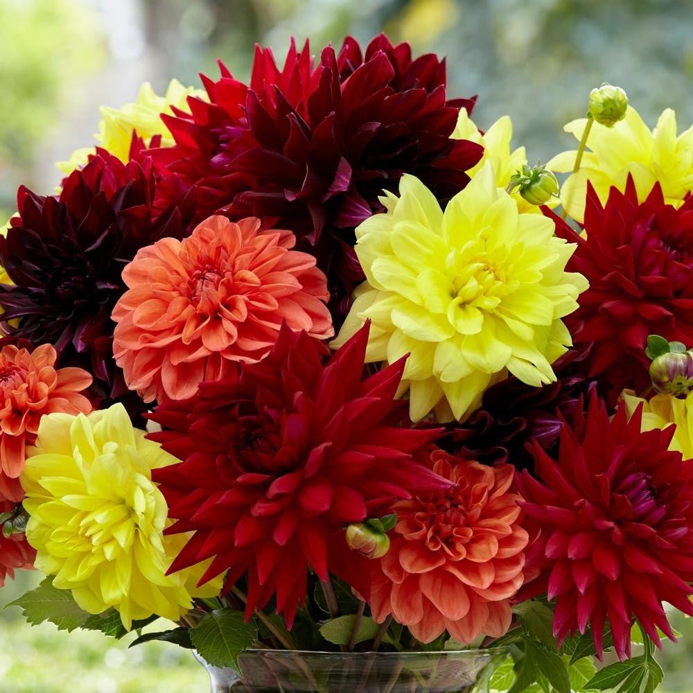 Dahlia Dinnerplate Mambo Mix - Bulk Offer - 6 tuber clumps