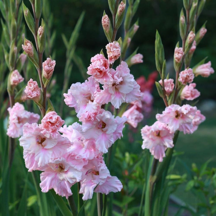 Gladiolus Katherina in a summer garden, featuring multiple spikes with ruffled, light and dark pink florets.