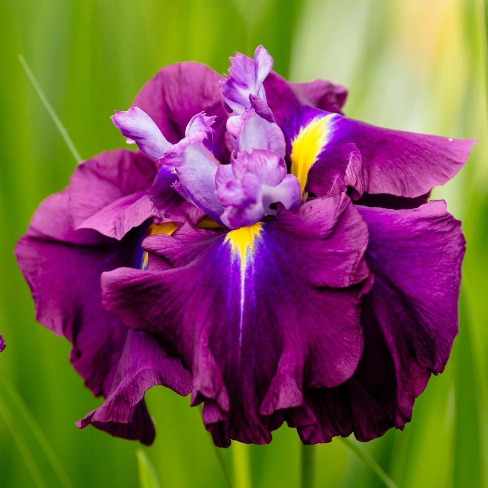 美品★Adonisis★フラワープリントアンサンブル★フリーサイズ Iris Ensata Blueberry Pie - 3 bare roots - Longfield Gardens