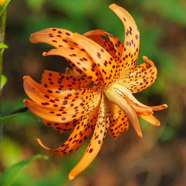 tiger lilies deer resistant Lily Lancifolium Flore Pleno - 5 bulbs
