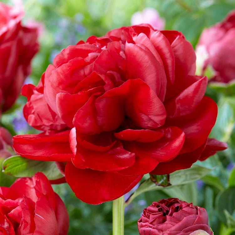 Peony Lactiflora Henry Bockstoce (Fall)