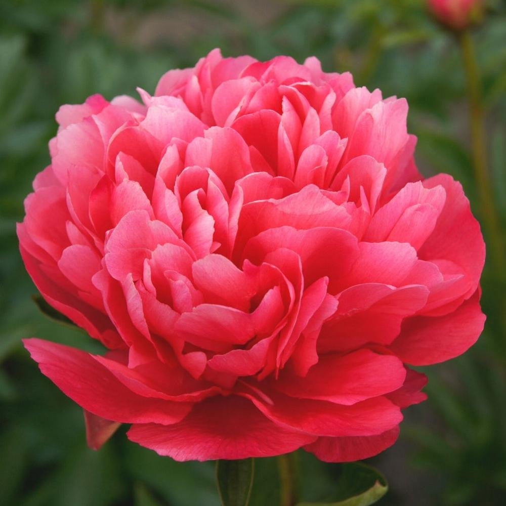 Peony Van Zyverden Peony Felix Crousse, Red Blooms, Perennial Plant