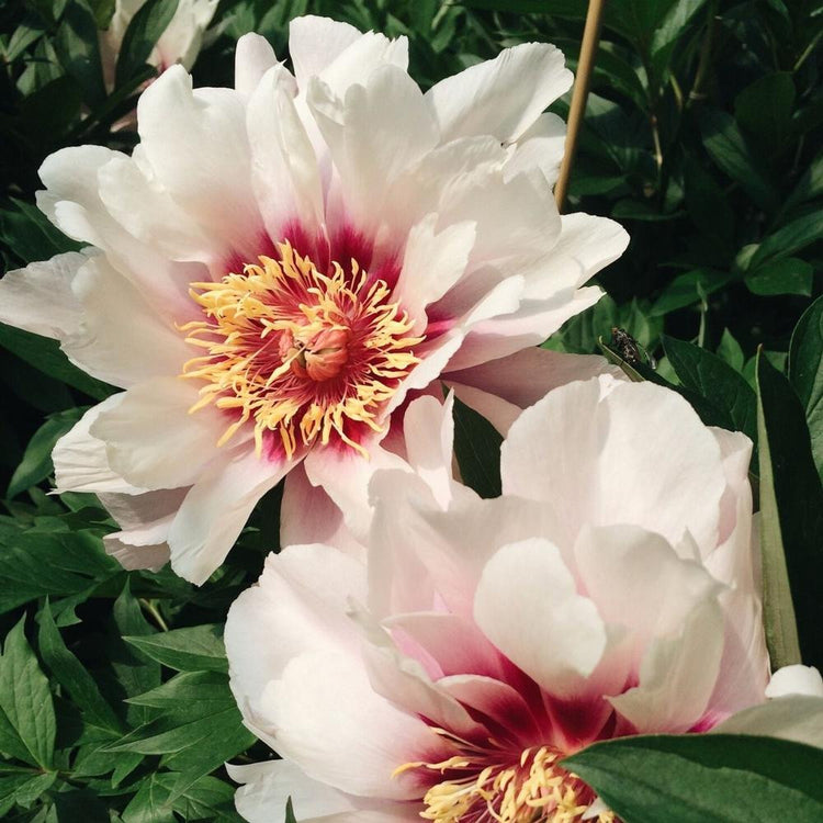 Peony Itoh Cora Louise (Spring)