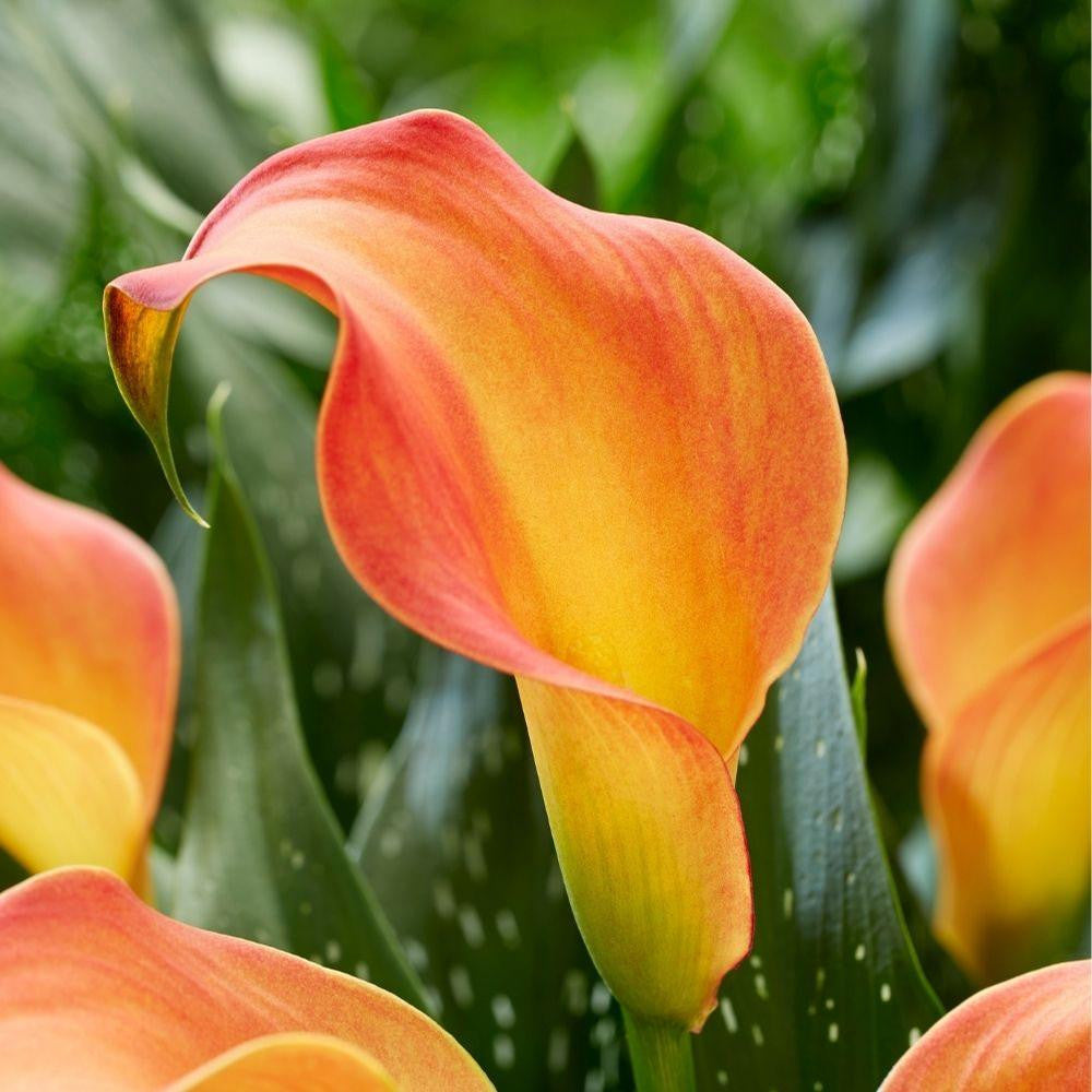 calla lily plant in sun or shade Calla Lily Morning Sun - 3 bulbs