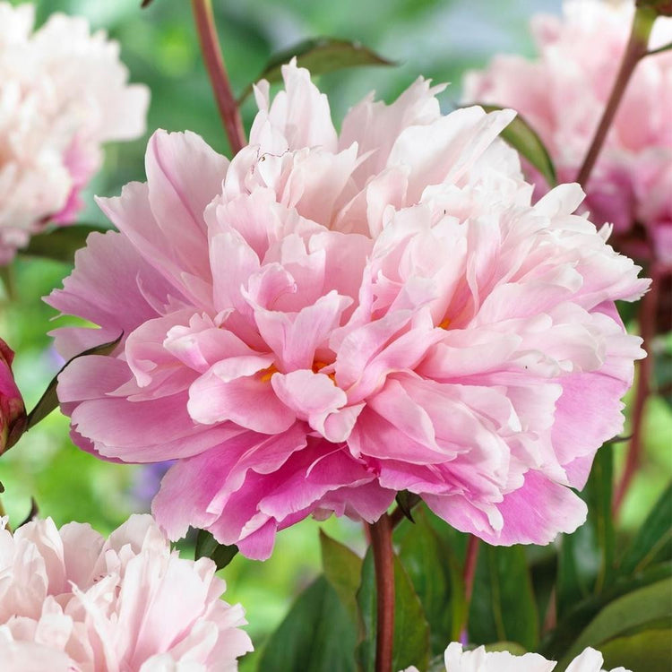 Peony Lactiflora Peaches and Cream