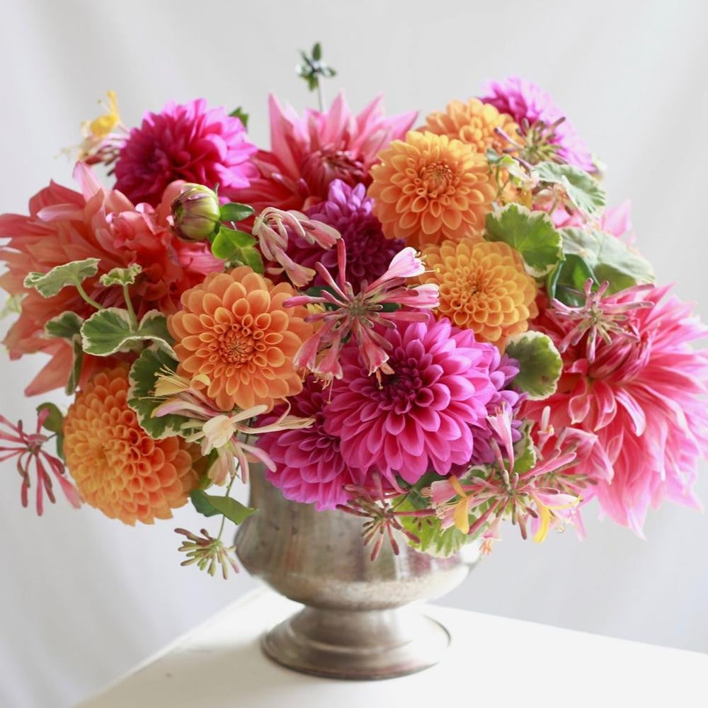 Dahlia Assorted Flirty Fleurs Oaxaca Collection - 6 tuber clumps