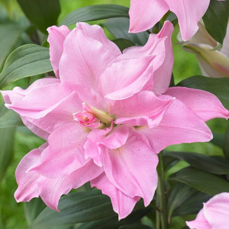 Roselily Editha is a solid-colored, medium pink double Oriental lily with multiple layers of lightly ruffled petals.