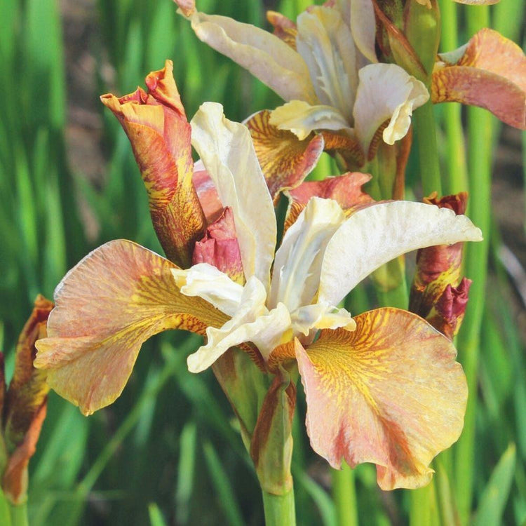 Iris Siberica Drink Your Tea