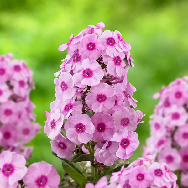 Phlox Paniculata Jeff's Pink - 3 bare roots - Longfield Gardens