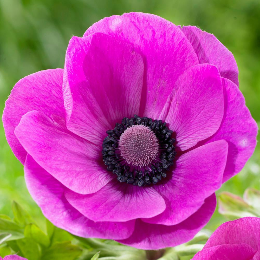 Anemones for Sale- Shop Blanda and Coronaria Bulbs- Longfield Gardens