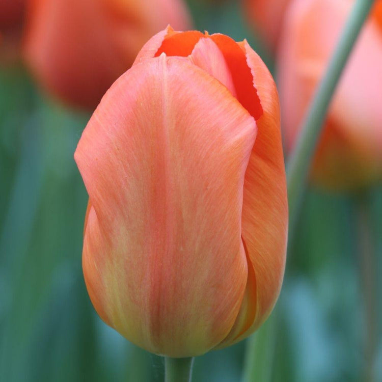 Tulip Darwin Hybrid Lightning Sun
