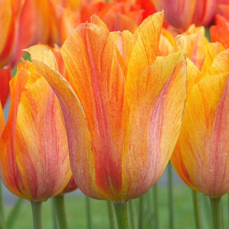 Colorful spring flowers featuring three blossoms of single late tulip El Nino with flared petals in a combination of yellow, deep orange and red.